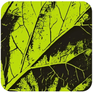 Lemon LMS logo